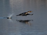 frieda 250  Witborsduiker styg op - Whitebreasted cormorant : frieda